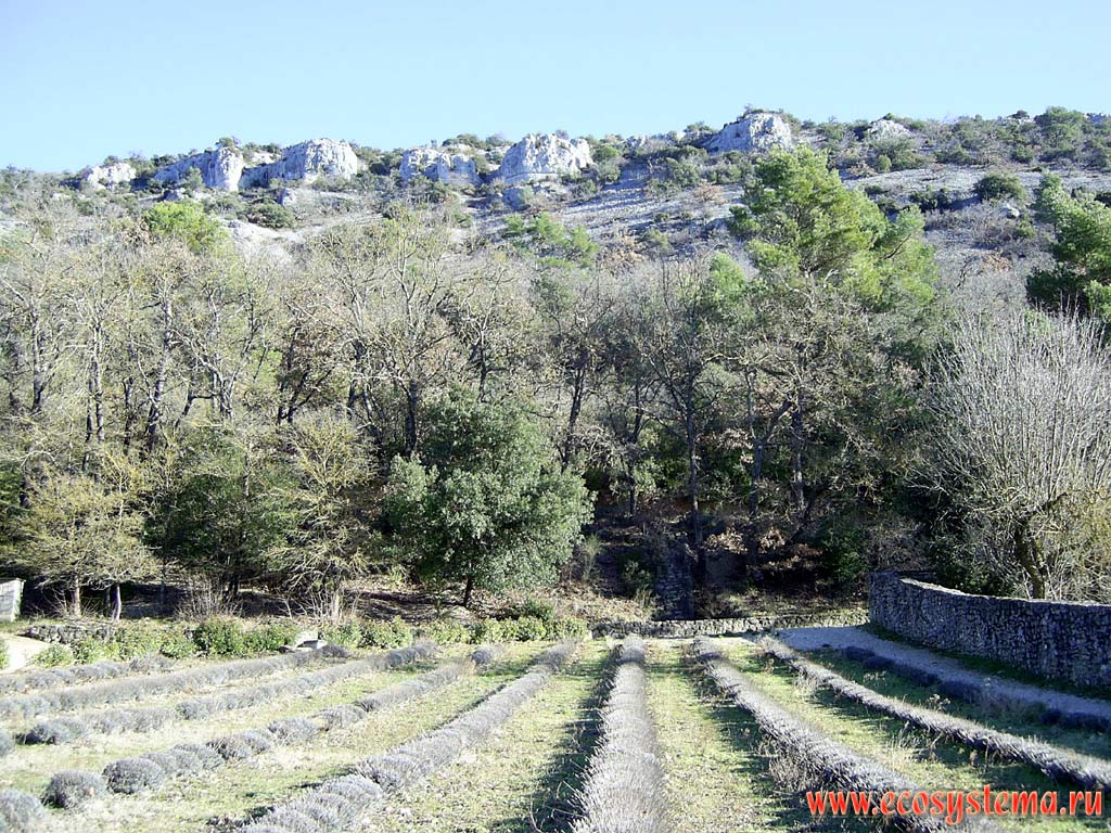 Lavender plantation surrounded by broadleaved Mediterranean forest. South France, Langeudoc, Narbonne area