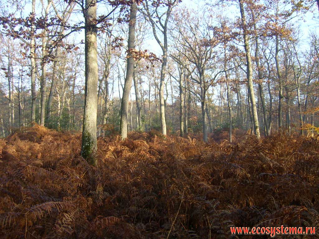 Широколиственный лес (дубовый, дубрава) с густыми зарослями папоротника орляка (Pteridium sp). Лес Фонтенбло, 50 км южнее Парижа, регион Иль-де-Франс, северная Франция