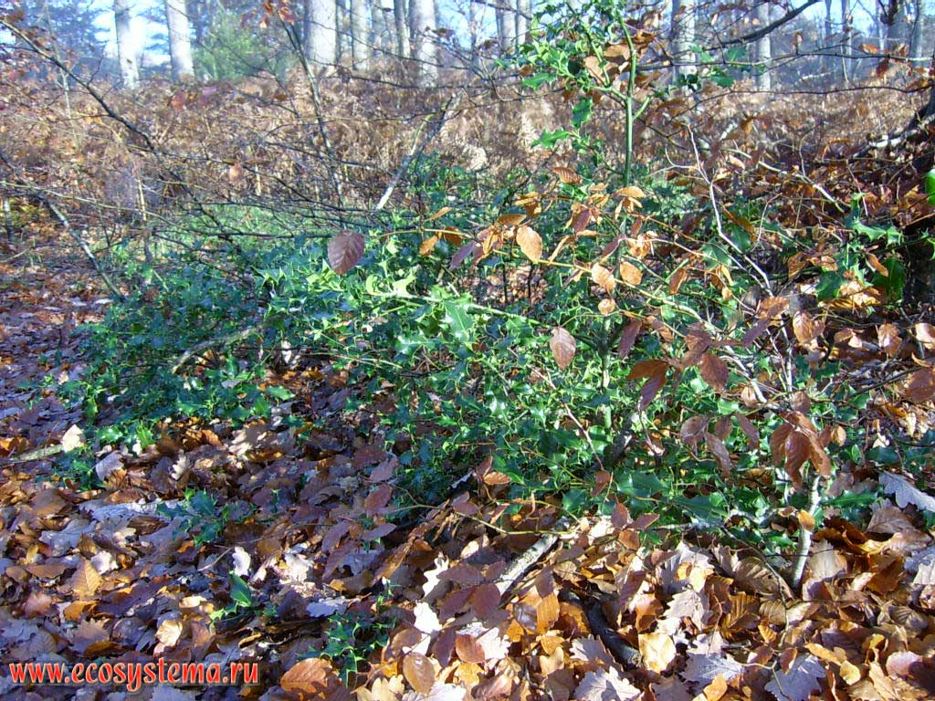 Падуб остролистный (Ilex aquifolium)(Common Holly) в подлеске широколиственного леса (дубравы). Лес Фонтенбло, 50 км южнее Парижа, регион Иль-де-Франс, северная Франция