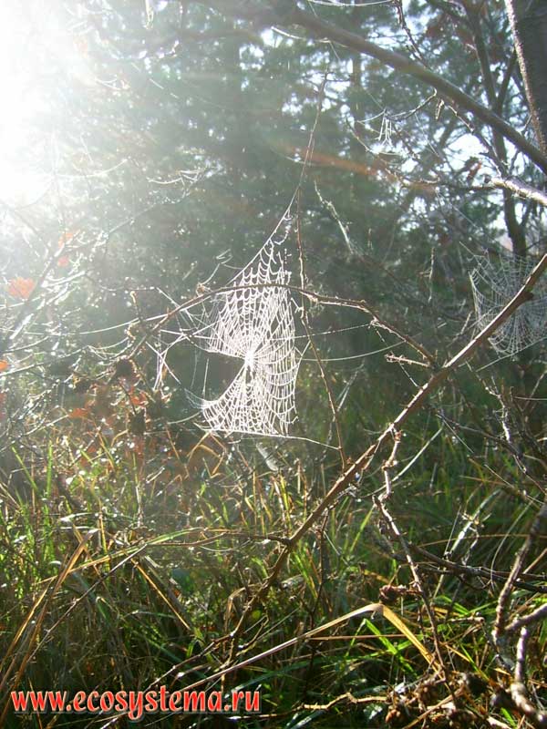 Осенняя паутина паука-крестовика (семейство кругопрядов - Araneidae) на ветвях ежевики. Туманное утро в лесу Фонтенбло. Регион Иль-де-Франс, 50 км южнее Парижа, северная Франция