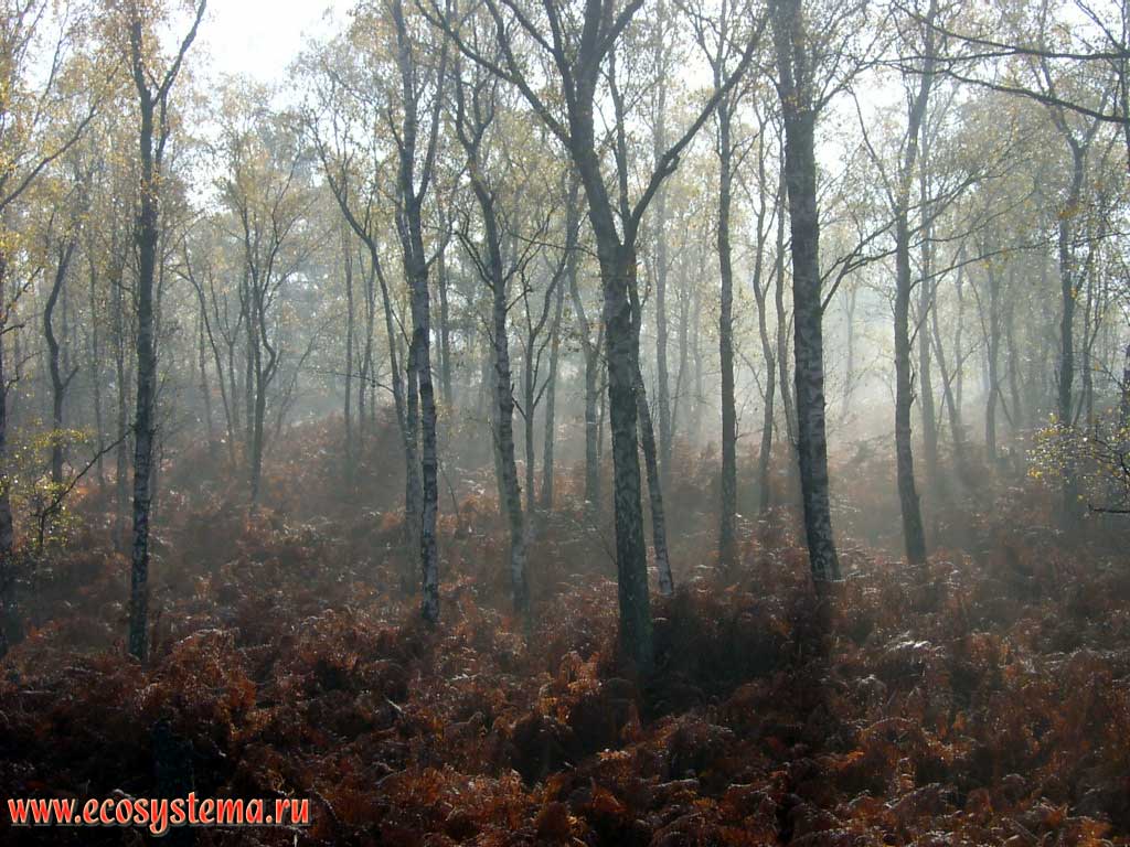 Туманное утро в мелколиственном лесу (березняке) на скальных участках в лесу Фонтенбло (50 км южнее Парижа). Регион Иль-де-Франс, северная Франция