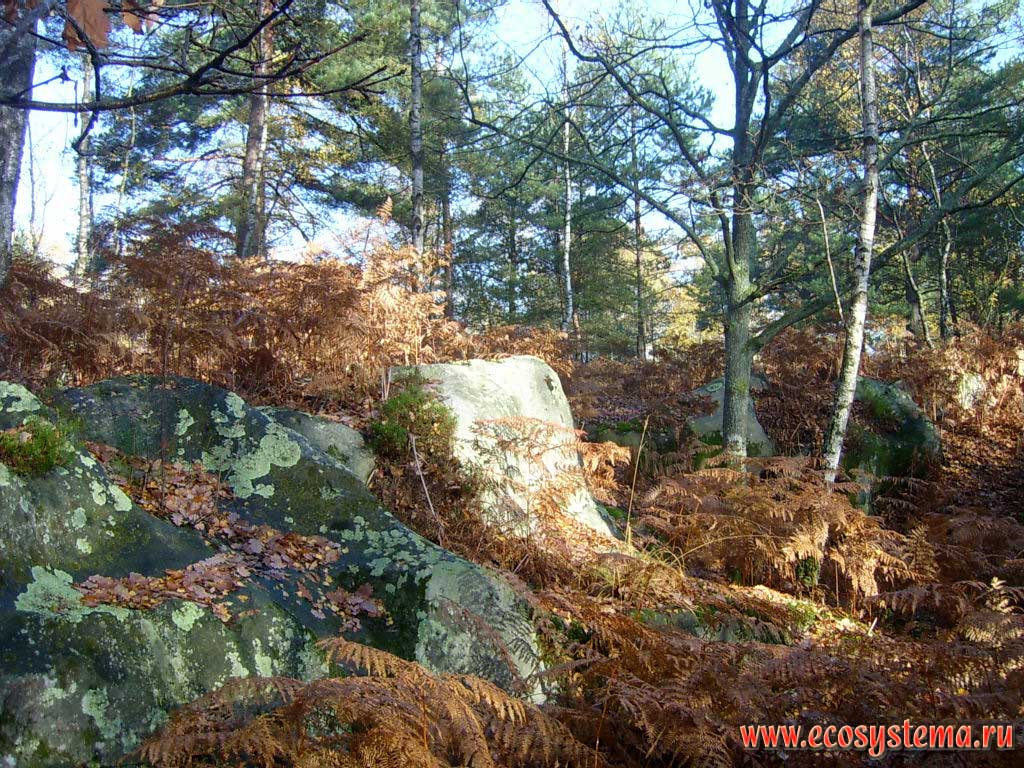 Смешанный лес с преобладанием сосны, березы и дуба и густыми зарослями папоротника орляка (Pteridium sp) на скальных участках в лесу Фонтенбло (50 км южнее Парижа). Регион Иль-де-Франс, северная Франция