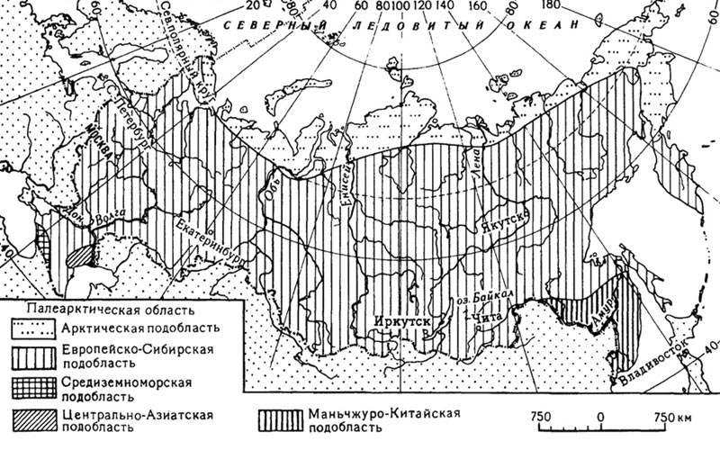 Положение России на карте зоогеографического районирования Северной Евразии