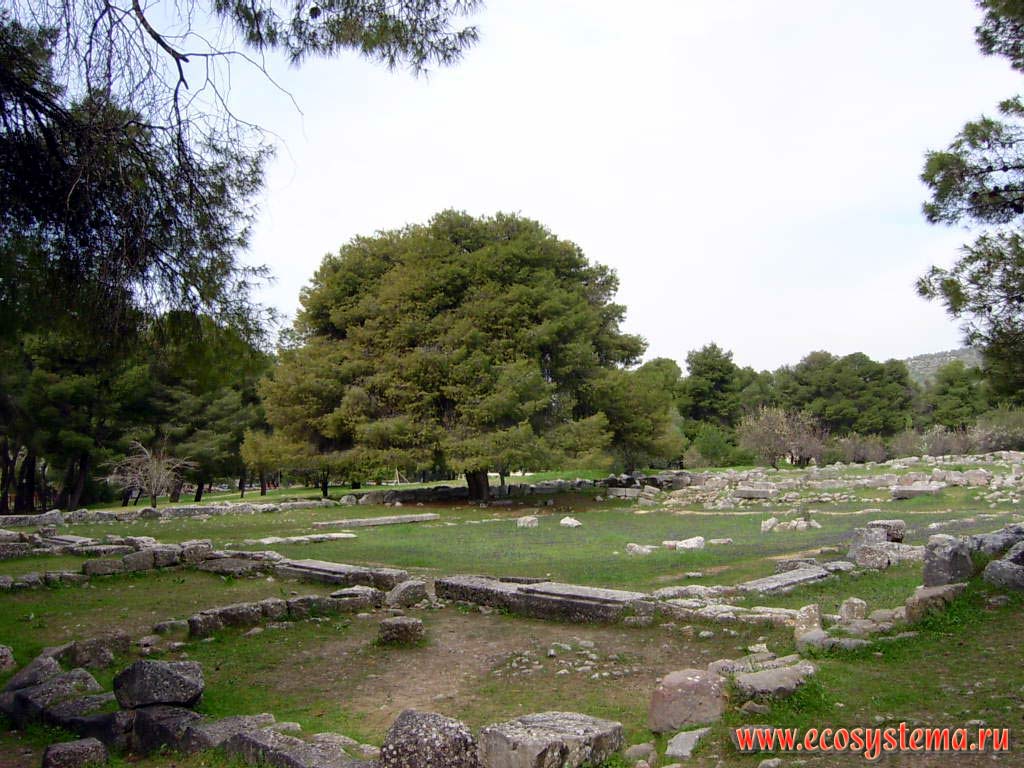 Дуб каменный (Quercus ilex) на окраине населенного пункта.
Средиземноморье, Балканский полуостров, южная Греция, Пелопоннес