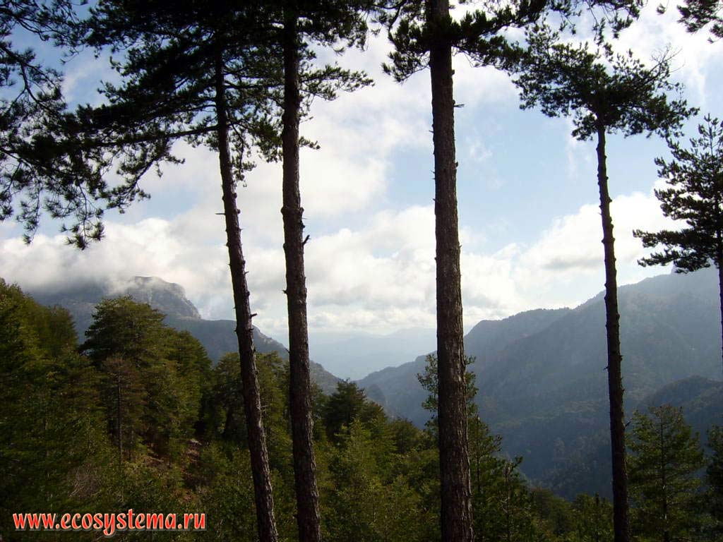 Сосновые (светлохвойные) леса в горах Тайгет на полуострове Пелопоннес.
Средиземноморье, Балканский полуостров, южная Греция