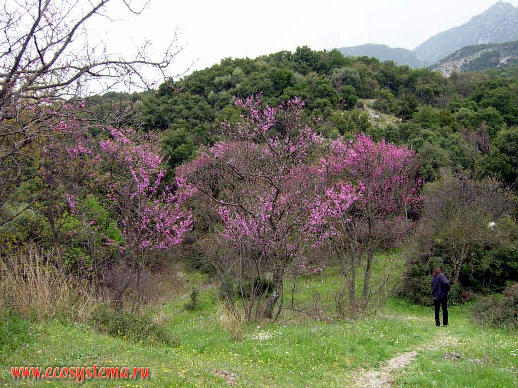 Deciduous forest. Flowering Cercis siliquastrum. Maquis - medditeranian evergreen forests. Egina Island.