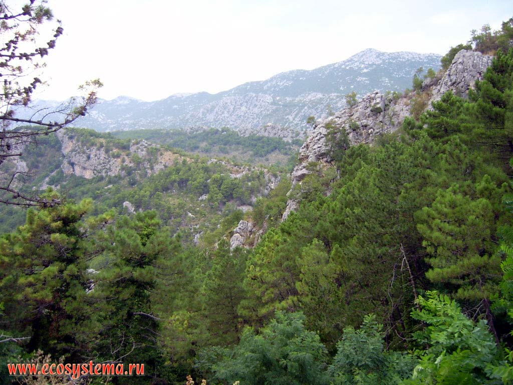 Mosor mountains, pine forest above Cetina river valley (20 km from Omis and sea)