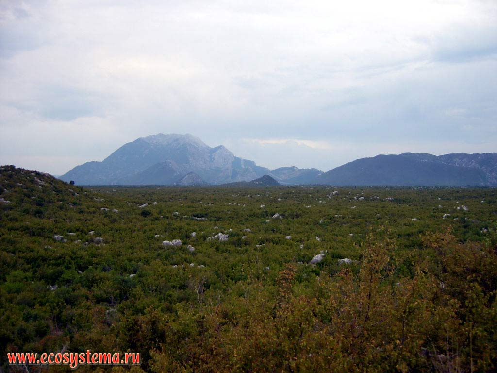 Mosor mountains, pine sparse growth above Cetina river valley (20 km from Omis and sea)