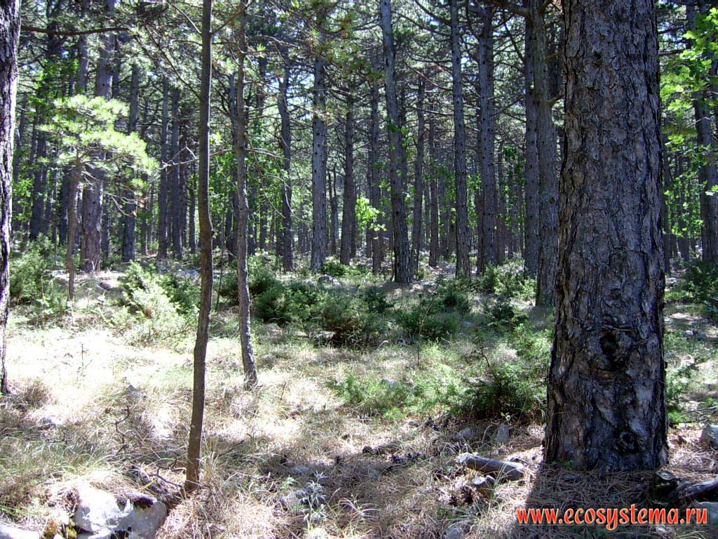Black Dalmatian pine forest at the Biokovo National park. 500 meters above sea level