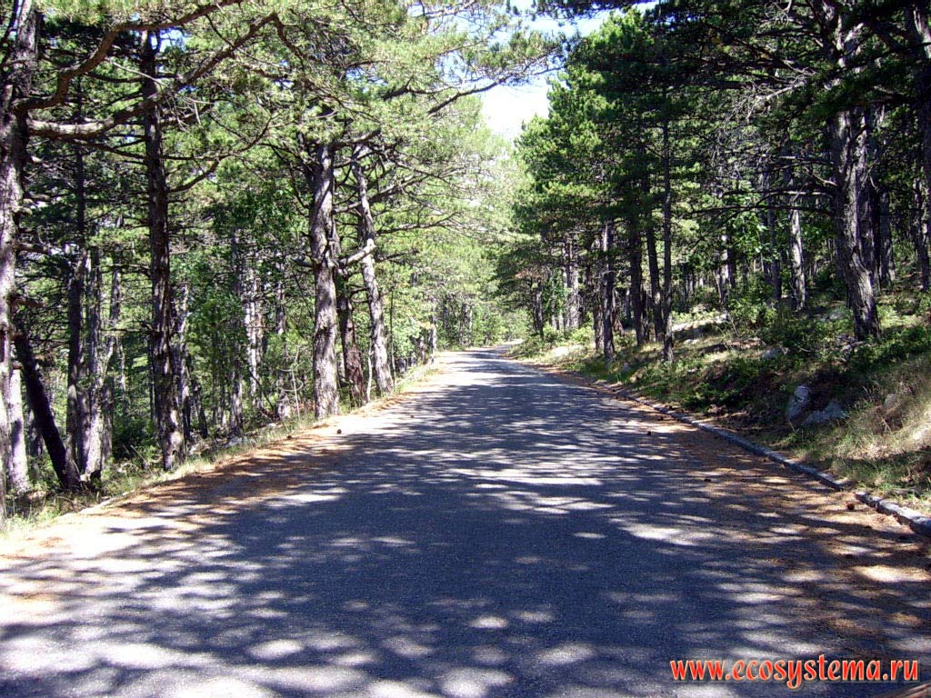 Black Dalmatian pine forest at the Biokovo National park. 500 meters above sea level