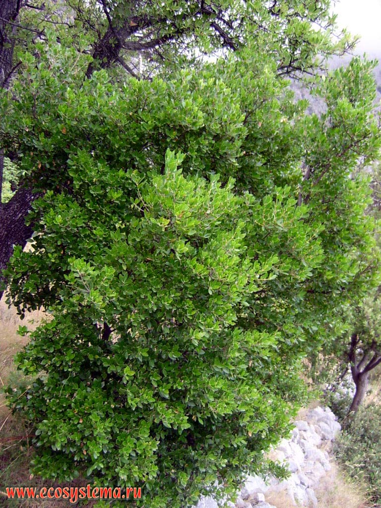 Durmast (Quercus petraea)