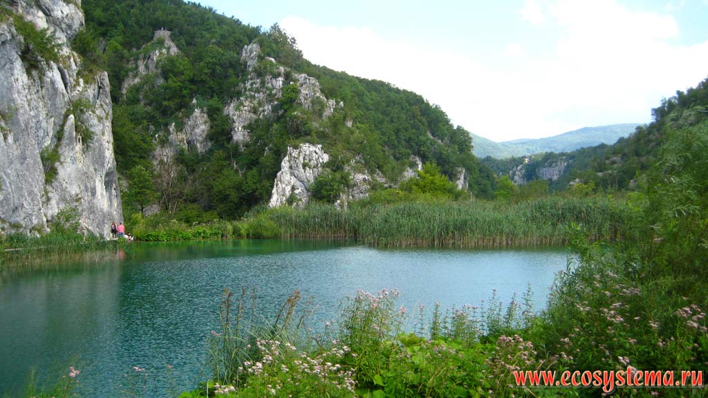 Одна из рек, питающих каскад 16 карстовых озер, с зарослми тростиника. Национальный парк Плитвицкие озера, Балканский полуостров,
Северная Далмация, Хорватия