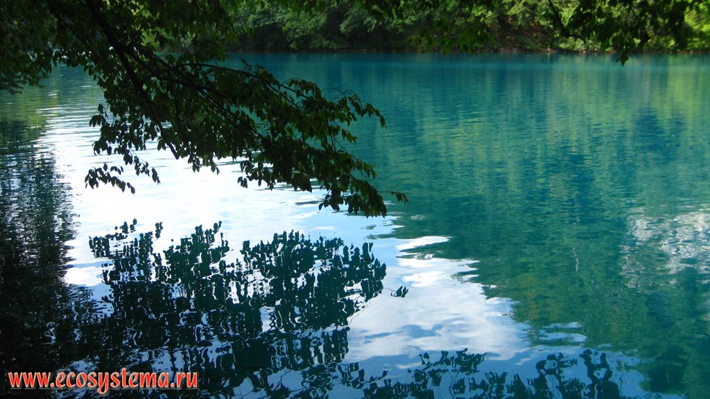 Голубые воды одного из 16 каскадных карстовых озер в окружении широколиственных (буковых) лесов. Национальный парк Плитвицкие озера,
Балканский полуостров, Северная Далмация, Хорватия