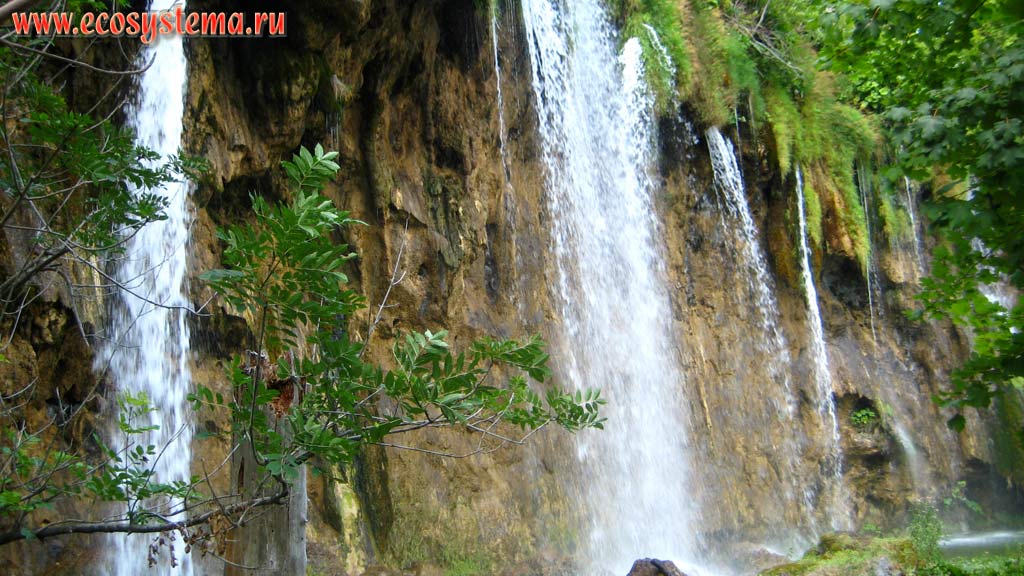 Каскадные водопады, впадающие в одно из карстовых озер в окружении широколиственных (буковых) лесов. Национальный парк
Плитвицкие озера, Балканский полуостров, Северная Далмация, Хорватия
