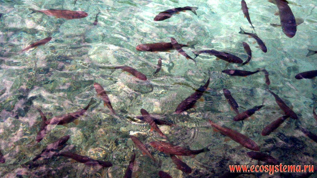 Рыба (форель) в воде Плитвицких озер. Национальный парк Плитвицкие озера, Балканский полуостров, Северная Далмация, Хорватия