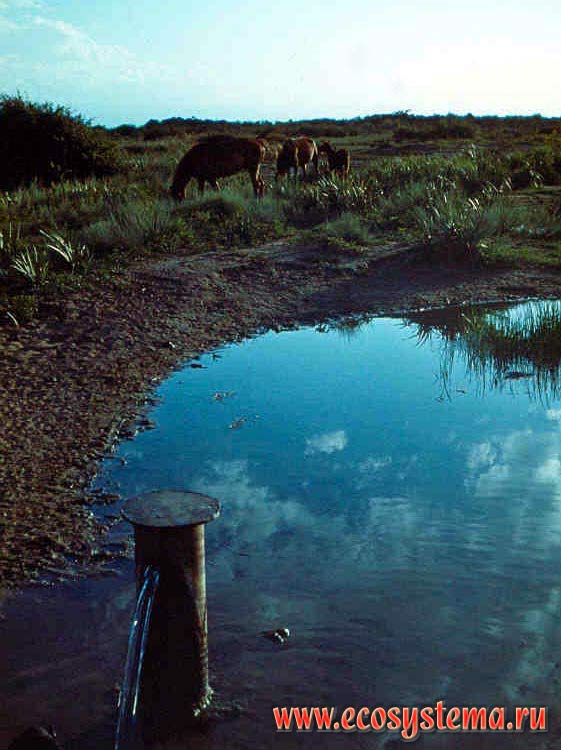 Horse-pond. Artesian well.
