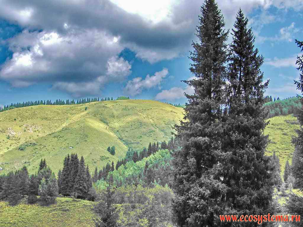 Pasture meadows in the mountain coniferous forest (taiga) zone.
Northern Tien-Shan Mountains, Zailiysky Alatau, near Almaty (Alma-Ata) and Medeo, Kazakhstan