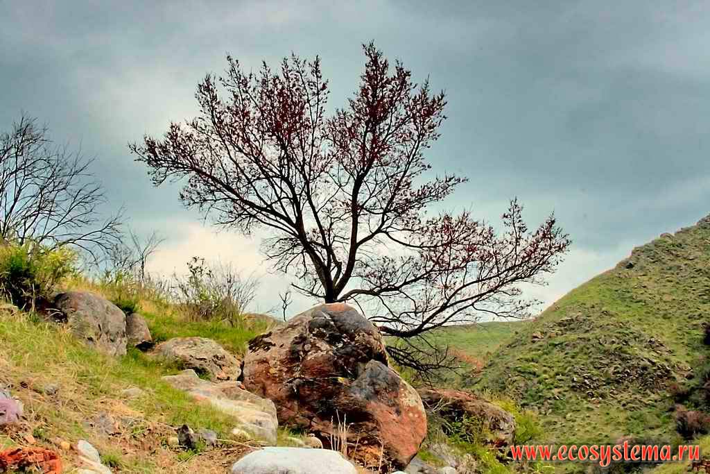 Flowering apricot tree in the Turgen gorge (canyon). Northern Tien-Shan Mountains, Zailiysky Alatau, not far from the Almaty (Alma-Ata) city, Kazakhstan