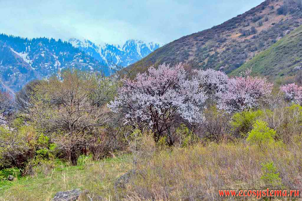 Flowering apricot trees in the Turgen gorge (canyon). Northern Tien-Shan Mountains, Zailiysky Alatau, not far from the Almaty (Alma-Ata) city, Kazakhstan