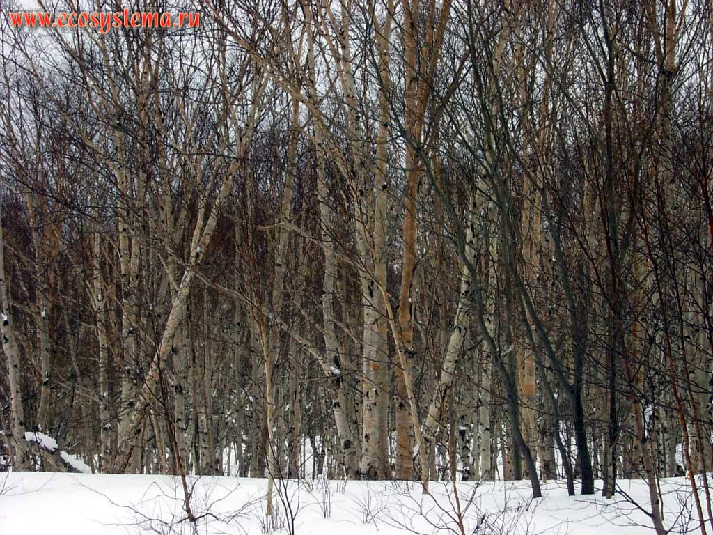 Молодой березовый лес (берёза Эрмана, или каменная, черная - Betula ermanii Cham.)
(см. мелколиственные леса). Окрестности Петропавловска-Камчатского