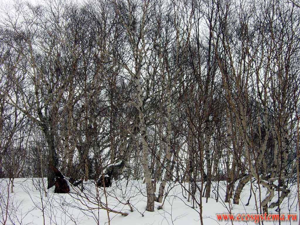Молодой березовый лес (берёза Эрмана, или каменная, черная - Betula ermanii Cham.)
(см. мелколиственные леса). Окрестности Петропавловска-Камчатского