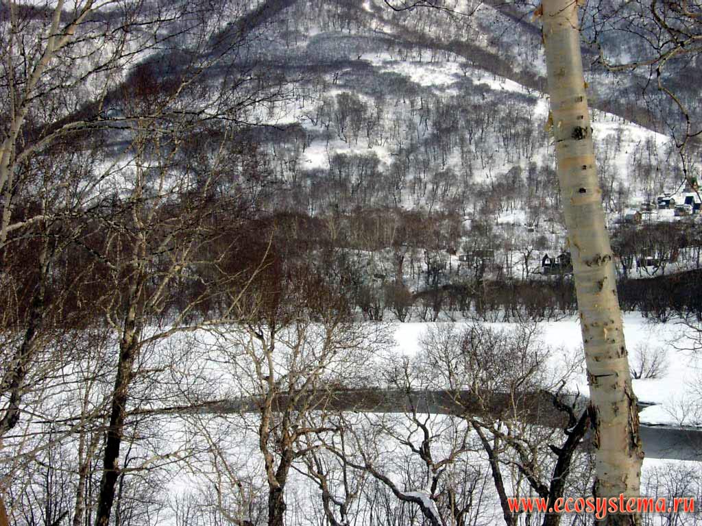 Erman's Birch forest at the Paratunka river valley.