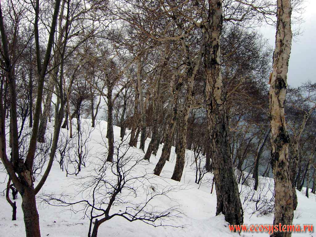 Relic Erman's Birch forest in the Petropavlovsk-Kamchatsky town.