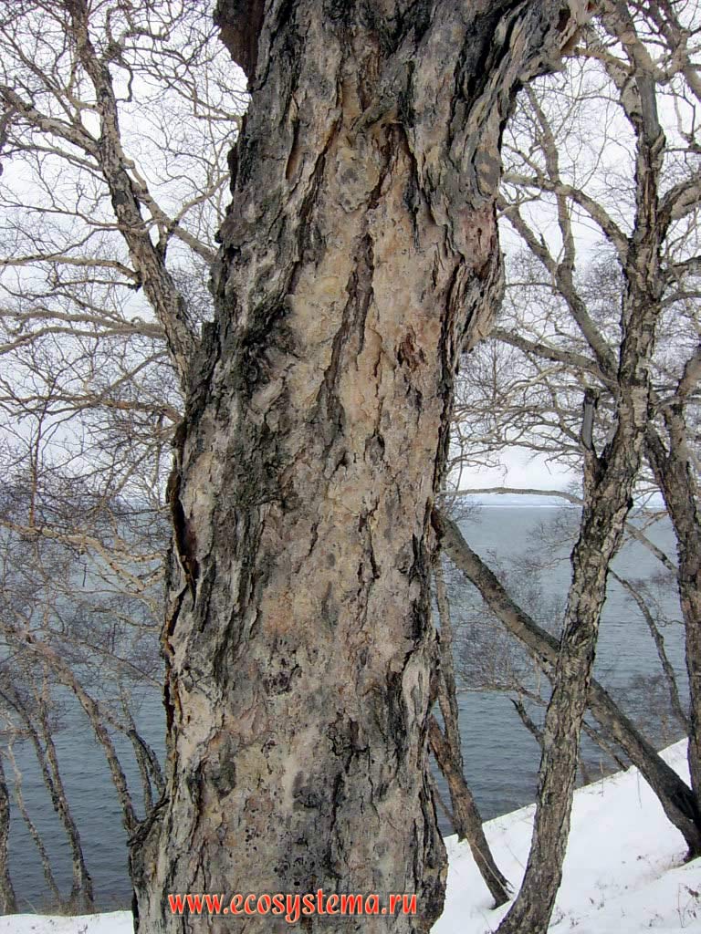 Erman's Birch tree trunk.