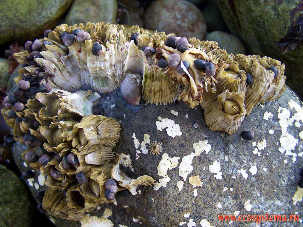 Barnacles (Balanus genus from Balanidae family, Crustacea subphylum) and
Littorina (genus of small sea snails, marine gastropod molluscs from Littorinidae family) on the sea shore rock.
Pacific Ocean coast, Sarannaya bay