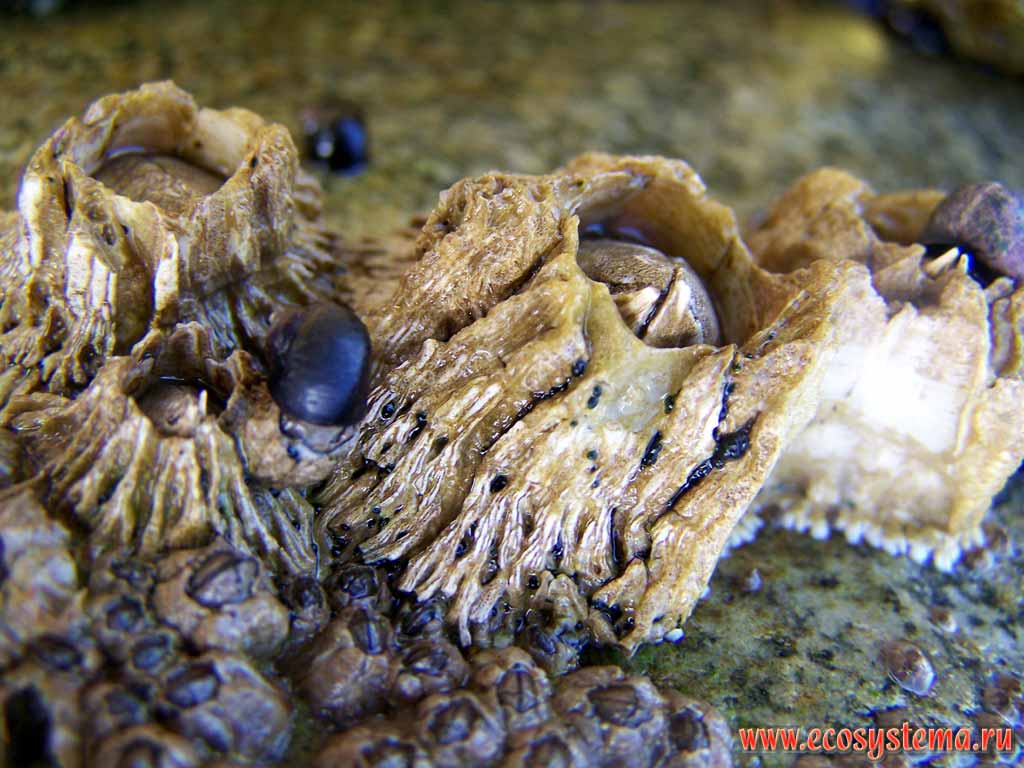 Barnacles (Balanus genus from Balanidae family, Crustacea subphylum) on the sea shore rock.
Pacific Ocean coast, Sarannaya bay