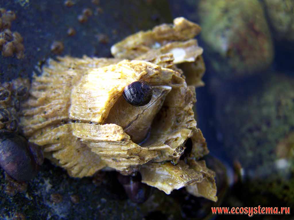 Barnacles (Balanus genus from Balanidae family, Crustacea subphylum) on the sea shore rock.
Pacific Ocean coast, Sarannaya bay
