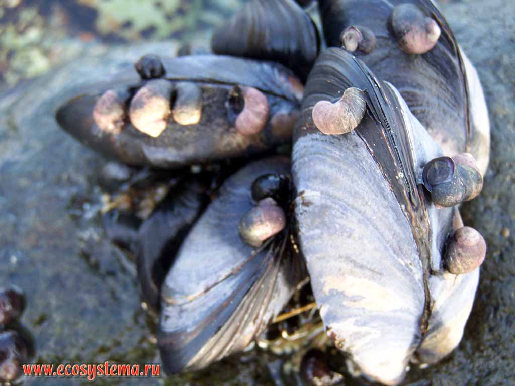 Литторины (Littorina)(класс Брюхоногие моллюски) на мидиях (Mytilus)(класс
Двустворчатые моллюски). Побережье Тихого океана, бухта Саранная