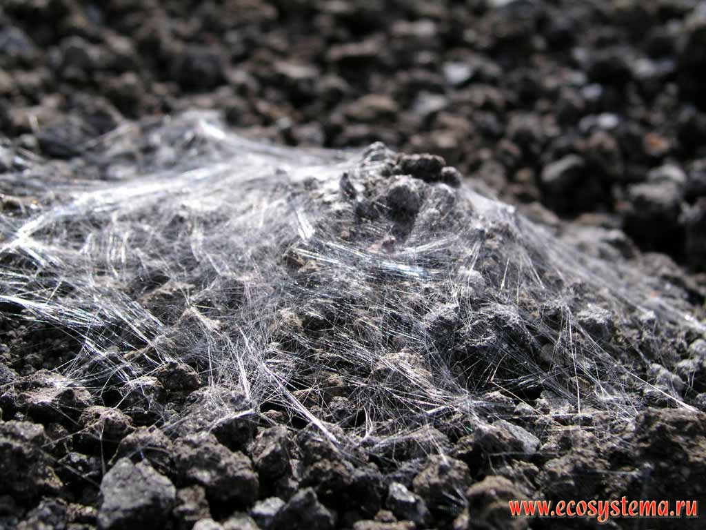 Гнездо паука (из семейства Пауки-волки - Lycosidae), затянутое паутиной.
Шлаковое поле, вулкан Толбачик