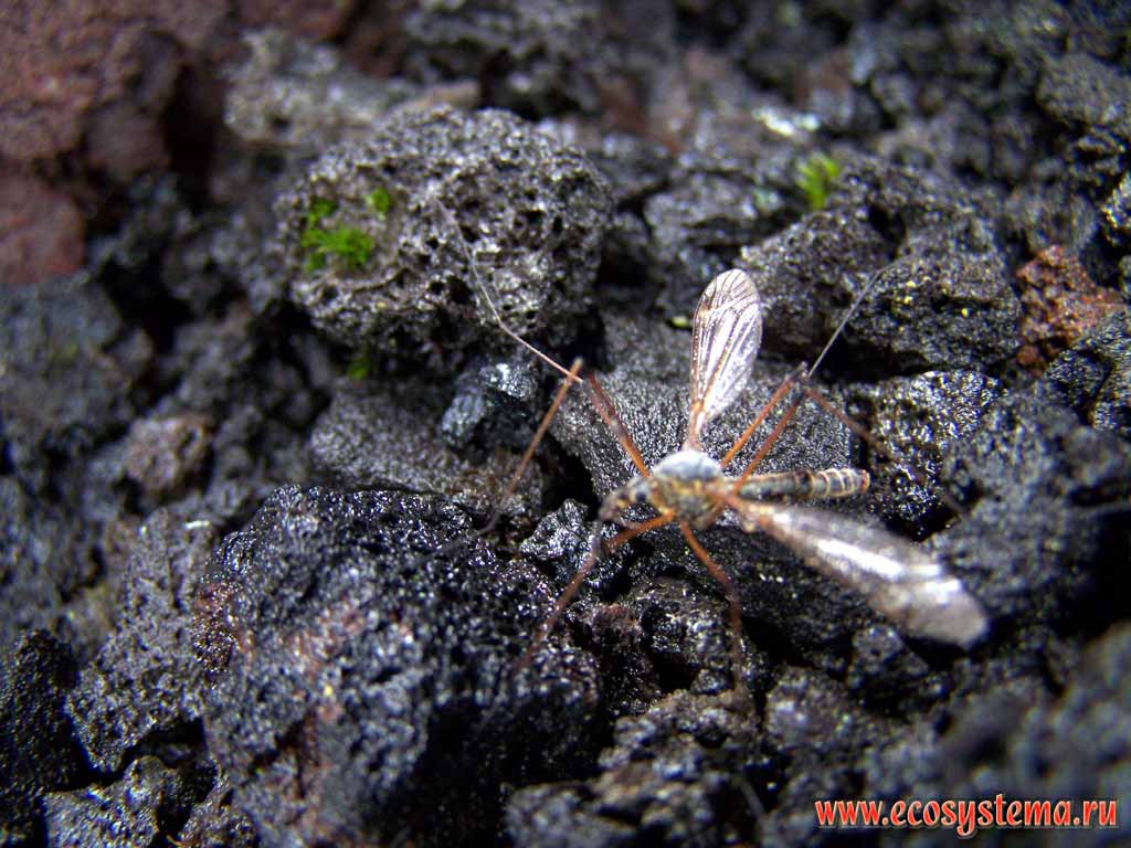 Crane fly (Tipulidae family).
Scoria sediments (pyroclastic material) around the volcano