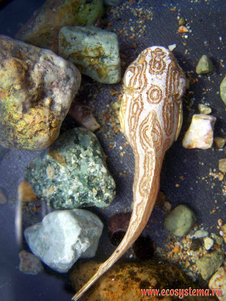 Young Sea Snail, or Snail fish (Liparis genus from Liparidae family).
Pacific Ocean coast, Sarannaya bay