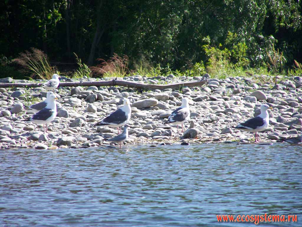 Чайки: тихоокеанская (Larus schistisagus)(крупная) и озерная (Larus ridibundus)(мельче).
Река Быстрая