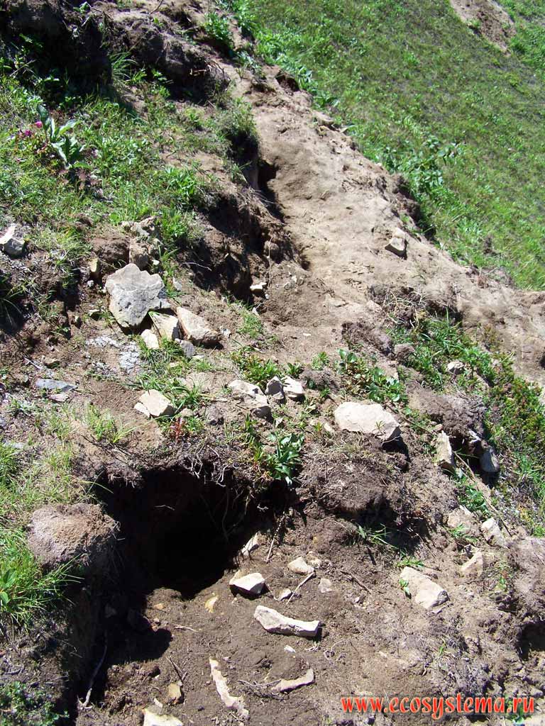 The wolverine (Gulo gulo) tracks - rummaged arctic ground squirrels nests