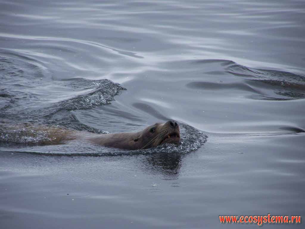 Steller Sea Lion (Eumetopias jubatus). Pacific Ocean, Sarannaya bay