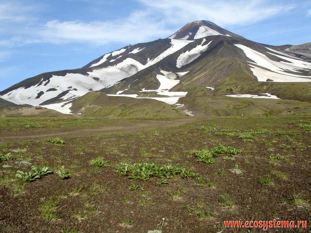 Вид на вулкан Авачинский (2741 м) с подножия (в районе лагеря МЧС, 900 м).
Старые шлаковые поля, зарастающие карликовыми ивами