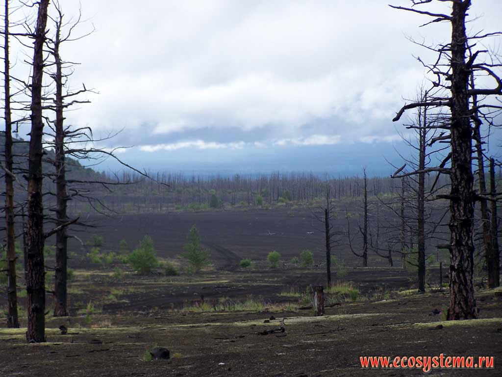 Погибшие после извержения 1975-76 гг. (БТТИ) лиственничные леса.
Шлаковые поля на склонах вулкана Толбачик