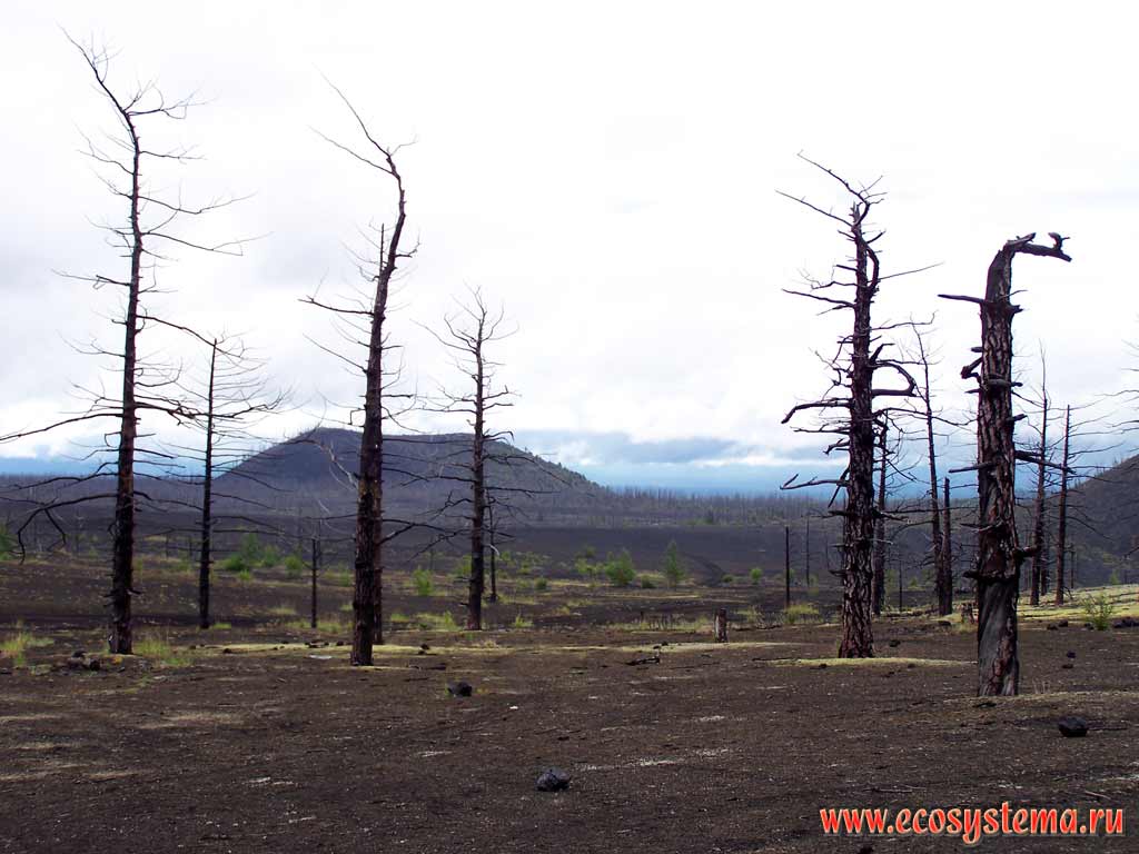 Погибшие после извержения 1975-76 гг. (БТТИ) лиственничные леса.
Шлаковые поля на склонах вулкана Толбачик. Вдали - конус прорыва
