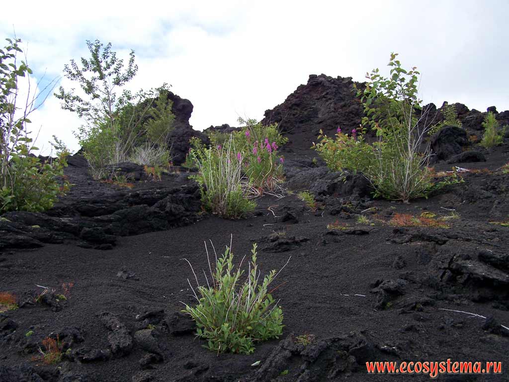 Отложения вулканического шлака, зарастающие ивой, осиной и иван-чаем.
Склоны вулкана Толбачик