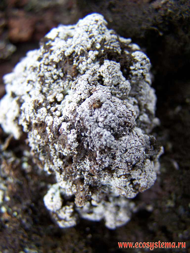 Scale lichens on the lava rock.
Plosky Tolbachik volcano scoria sediments field