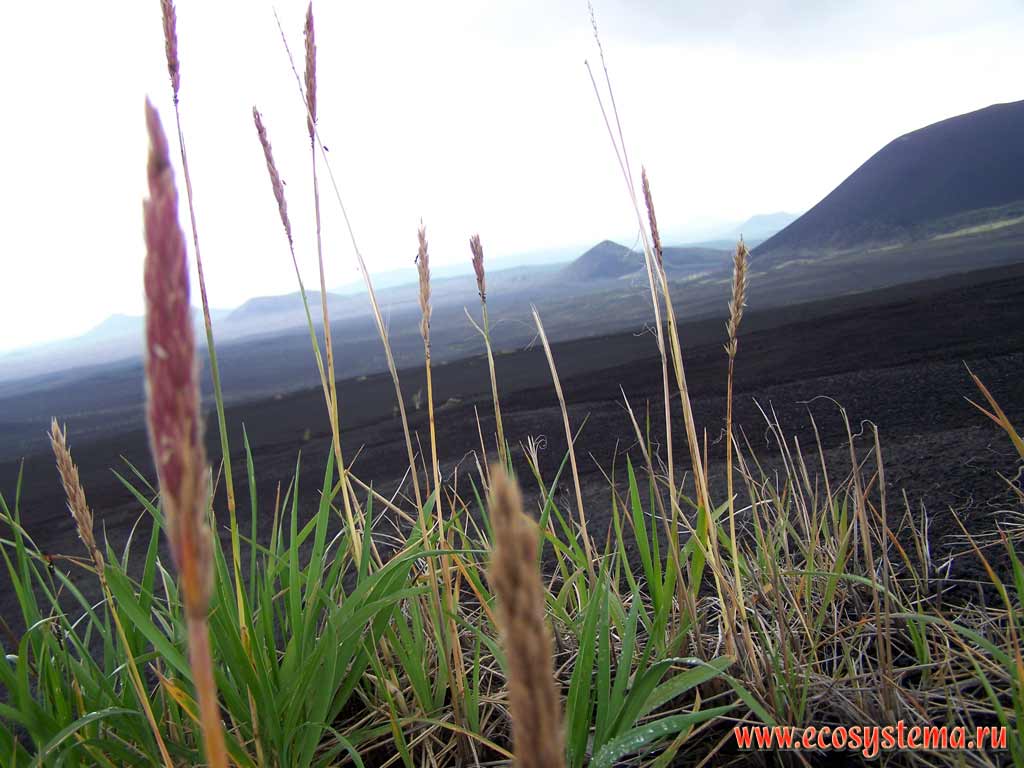 Колосняк, или волоснец песчаный (Elymus arenarius).
Шлаковые поля на склонах вулкана Толбачик