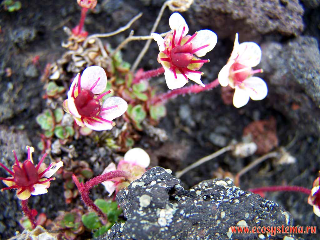 Камнеломка (Saxifraga sp.).
Шлаковые поля на склонах вулкана Толбачик