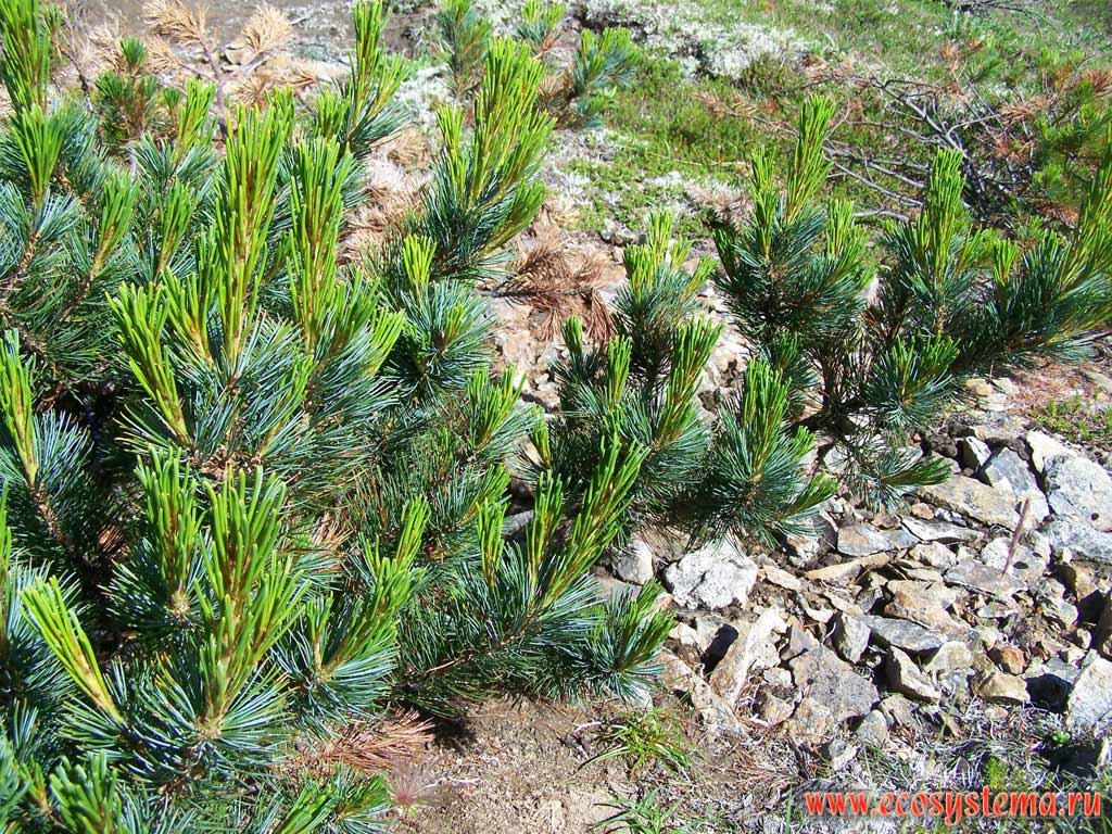 Кедровый стланик, или сосна малорослая, или карликовая (Pinus pumila)