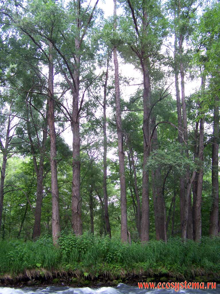 Старый пойменный лес из чезении, или чазении (Chasenia)
Река Быстрая, Срединный хребет