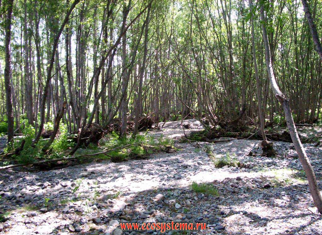 Молодой пойменный лес из чезении, или чазении (Chasenia)
Река Быстрая, Срединный хребет