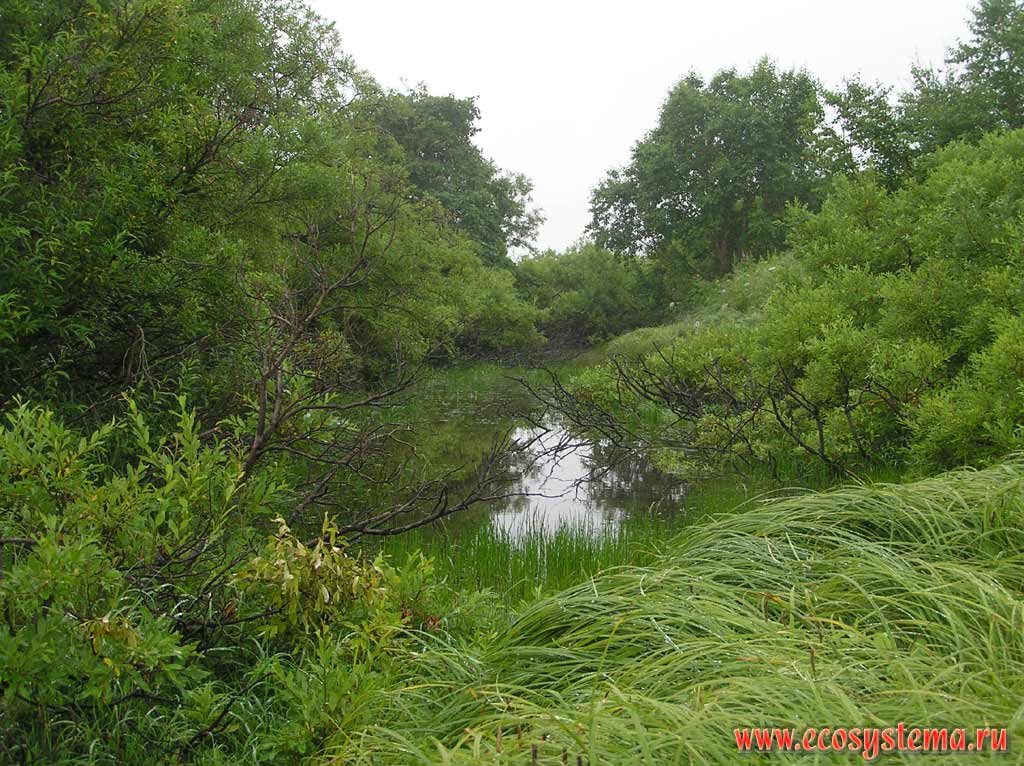 Willow and alder forest on the lake bank in the river valley flood-land
