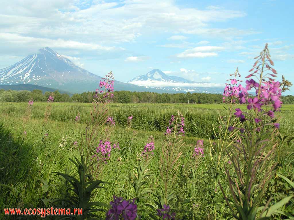 Hay mowing meadows in the Avachinskaya valley.
View to the Koriaksky (left) and Avachinsky (right) volcanoes